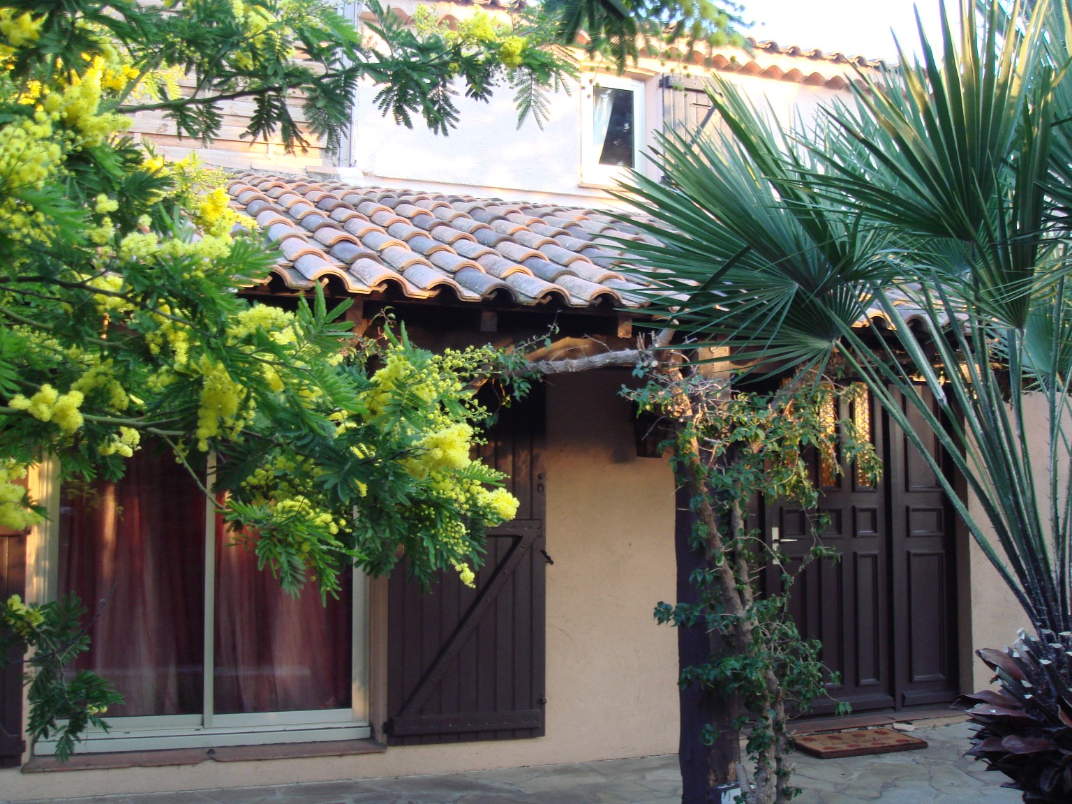 front_garden_in_mimosa_season